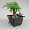 Bonsai Pot Plastic Plant Box